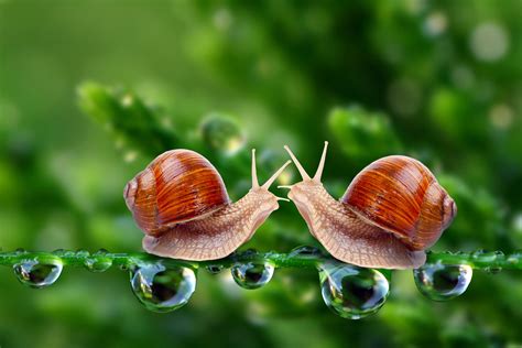lovely snails.